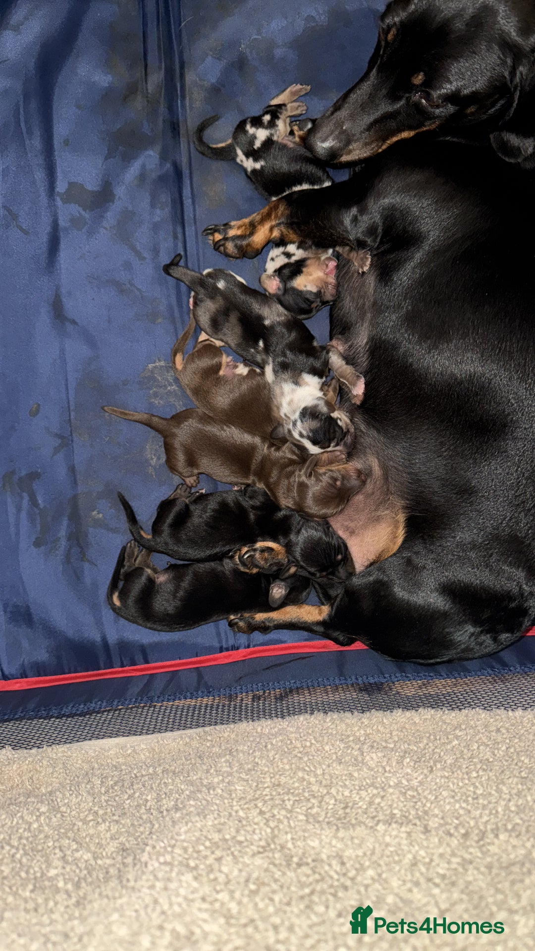 Miniature Dachshund dogs for sale: Miniature Dachshund puppies - Image 8