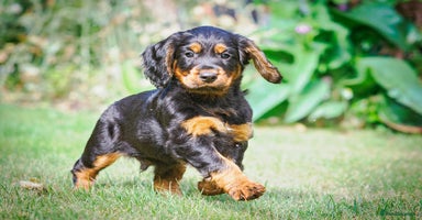 Cocker Spaniel dogs - Advert 9