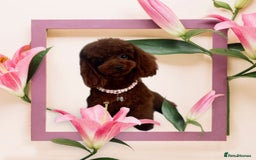 Toy Poodle dogs for sale: 🧸 💕Asian Toy Girl 💕🧸 - Image 1