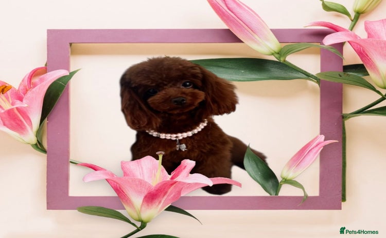 Toy Poodle dogs - Advert 12