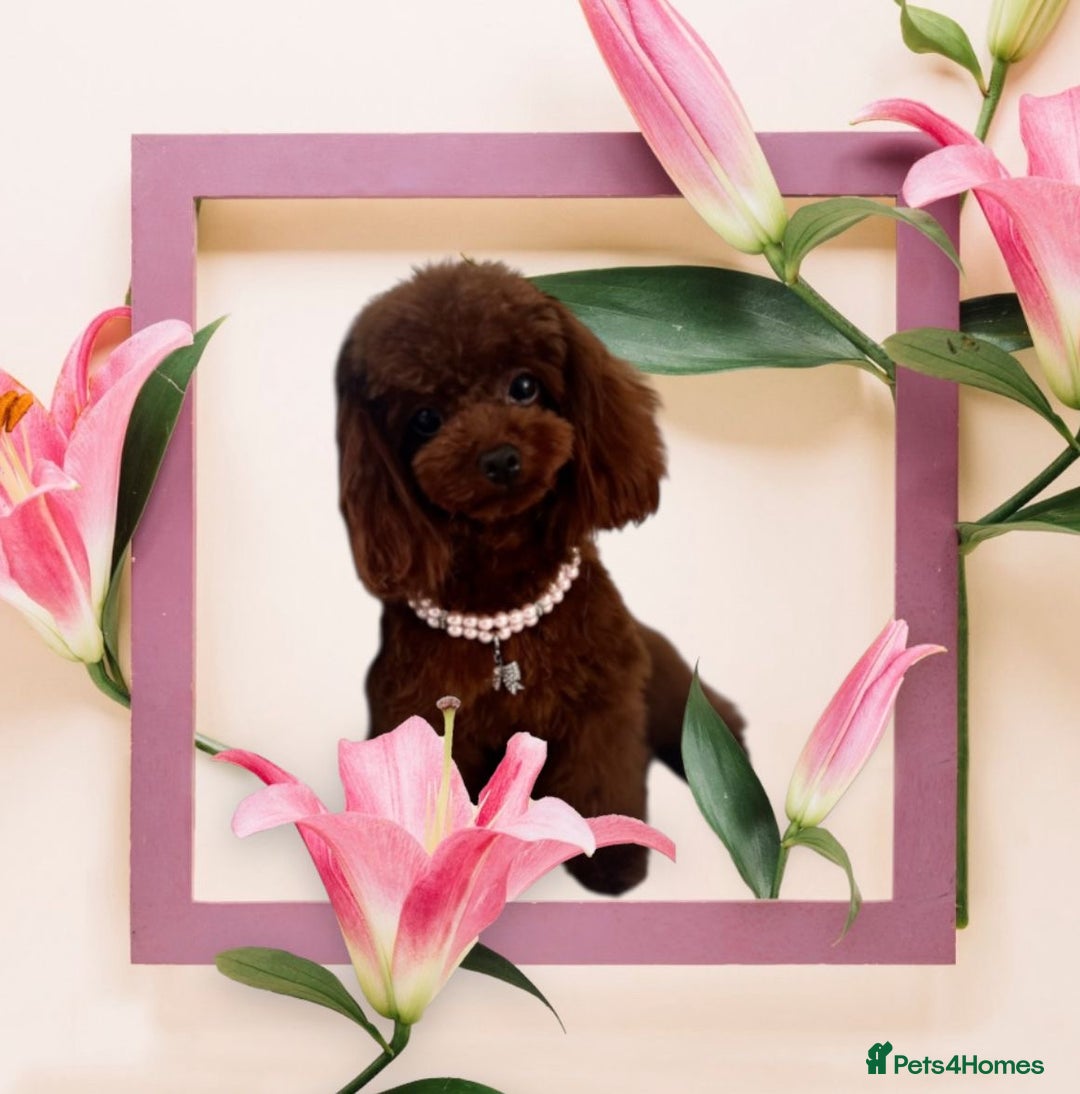 Toy Poodle dogs for sale: 🧸 💕Asian Toy Girl 💕🧸 - Image 1