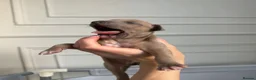 Italian Greyhound dogs for sale: KC Registered Italian Greyhound Puppies  in Carlisle - Advert 13