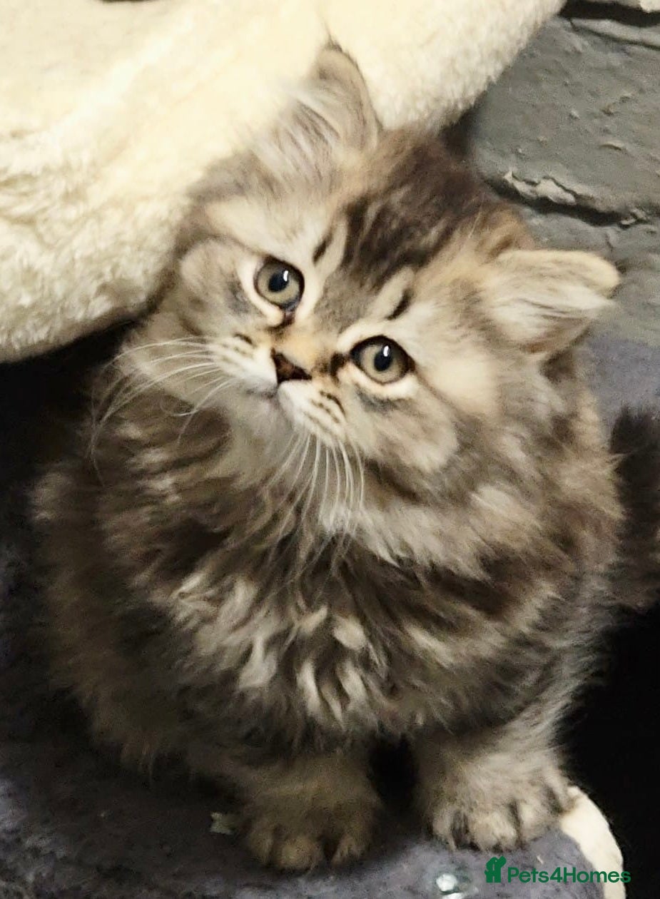 British Shorthair cats 8 BRITISH SHORTHAIR KITTENS GCCF REGISTERED  - Advert 17