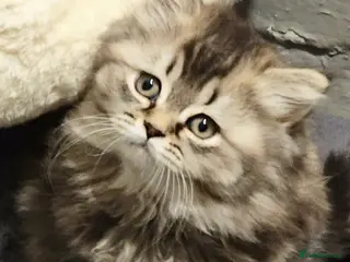 British Shorthair cats 8 BRITISH SHORTHAIR KITTENS GCCF REGISTERED - Advert 17