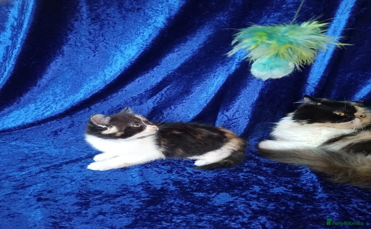 Persian cats - Advert 11