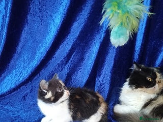 Persian cats - Advert 4