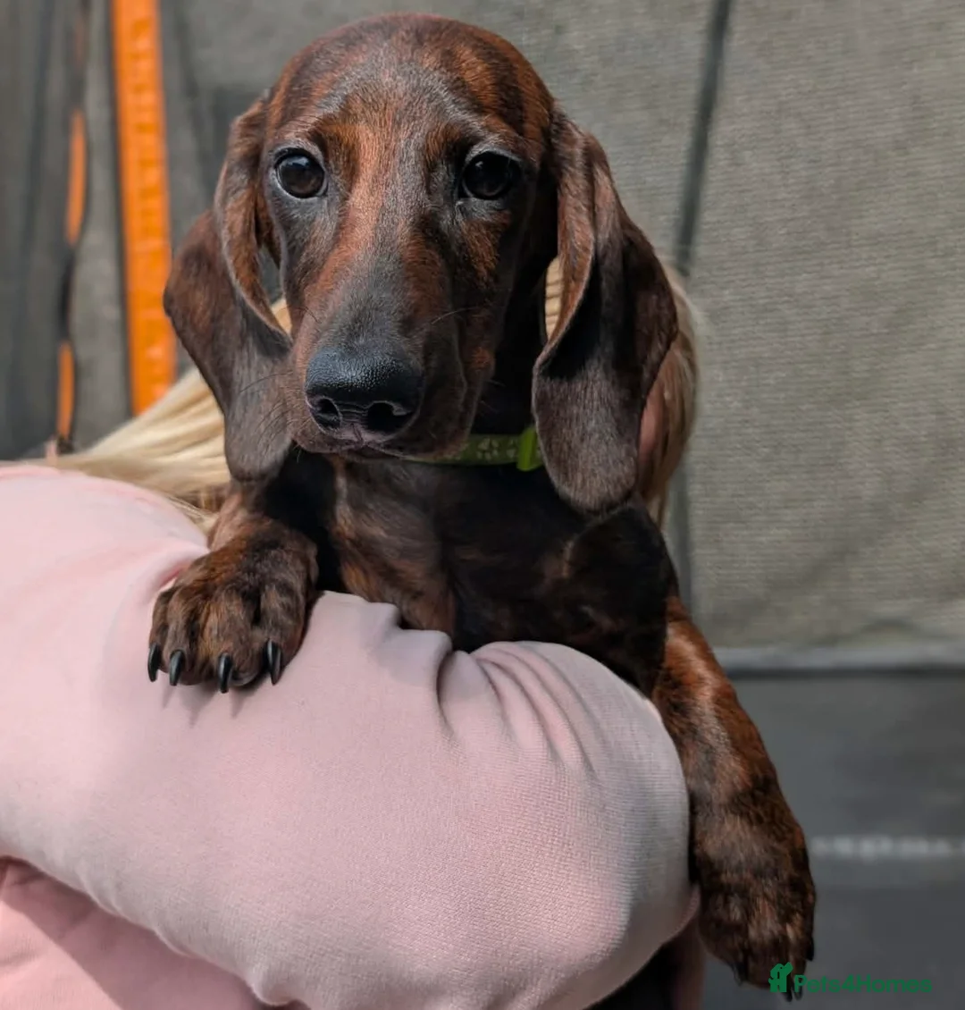 Miniature Dachshund dogs for sale: Miniature Dachshund puppies  - Advert 1