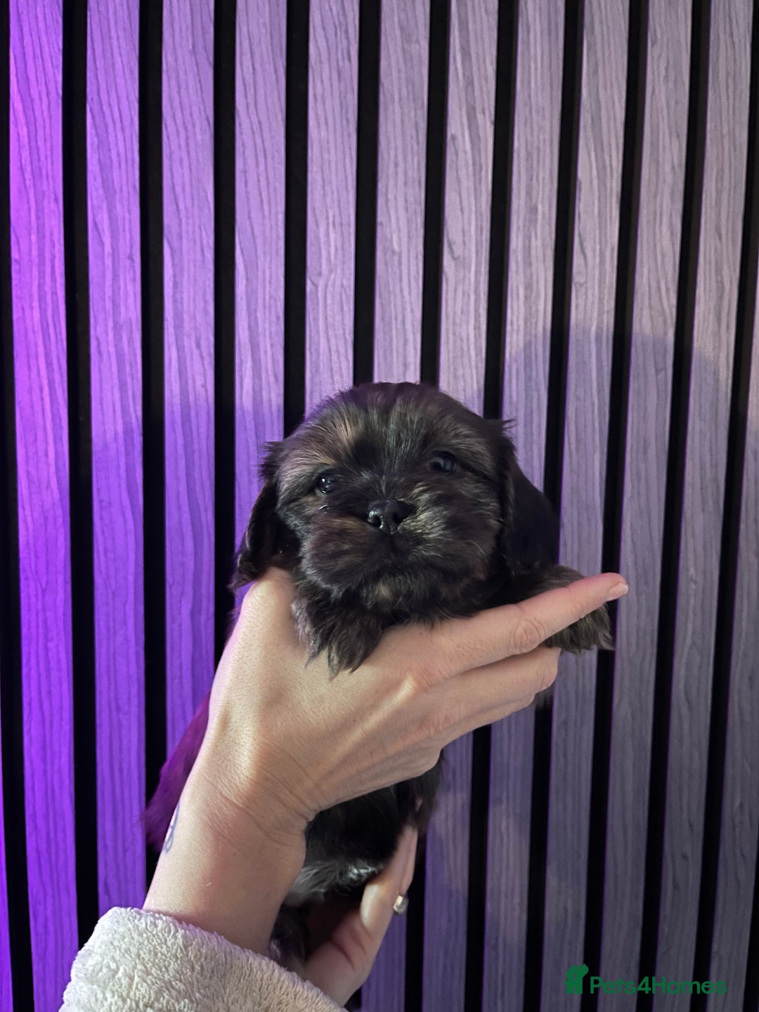 Mixed Breed dogs for sale: Beautiful Shih Tzu X Maltese pups  - Advert 11