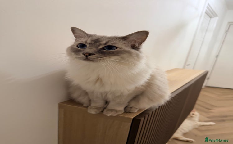 Ragdoll cats - Advert 1