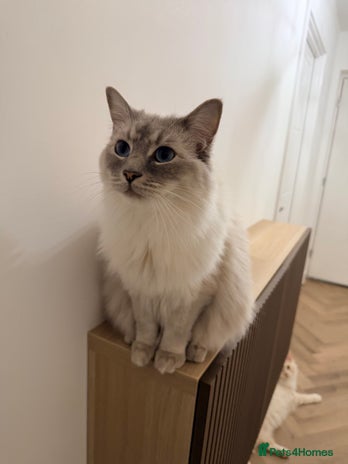 Ragdoll cats - Advert 1