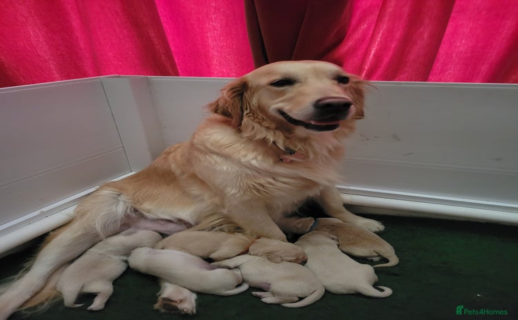 Golden Retriever dogs - Advert 2