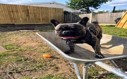 French Bulldog dogs for sale: Rehome - Advert 2
