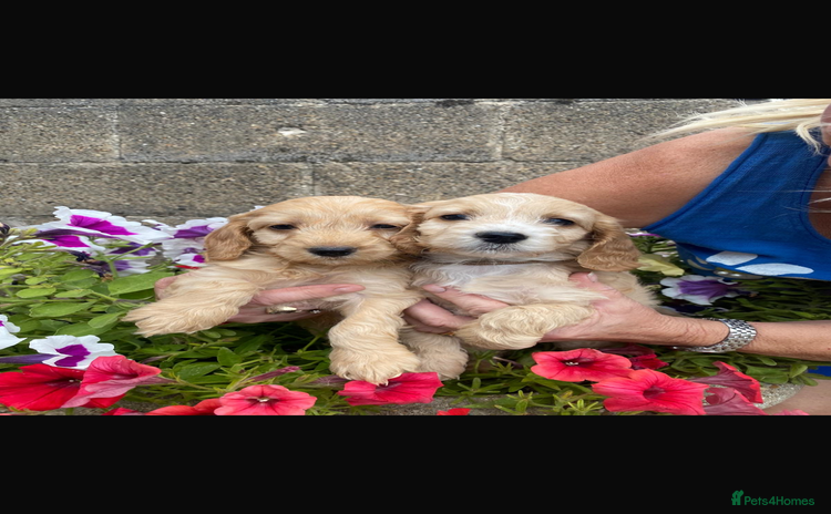 Cockapoo dogs - Advert 4