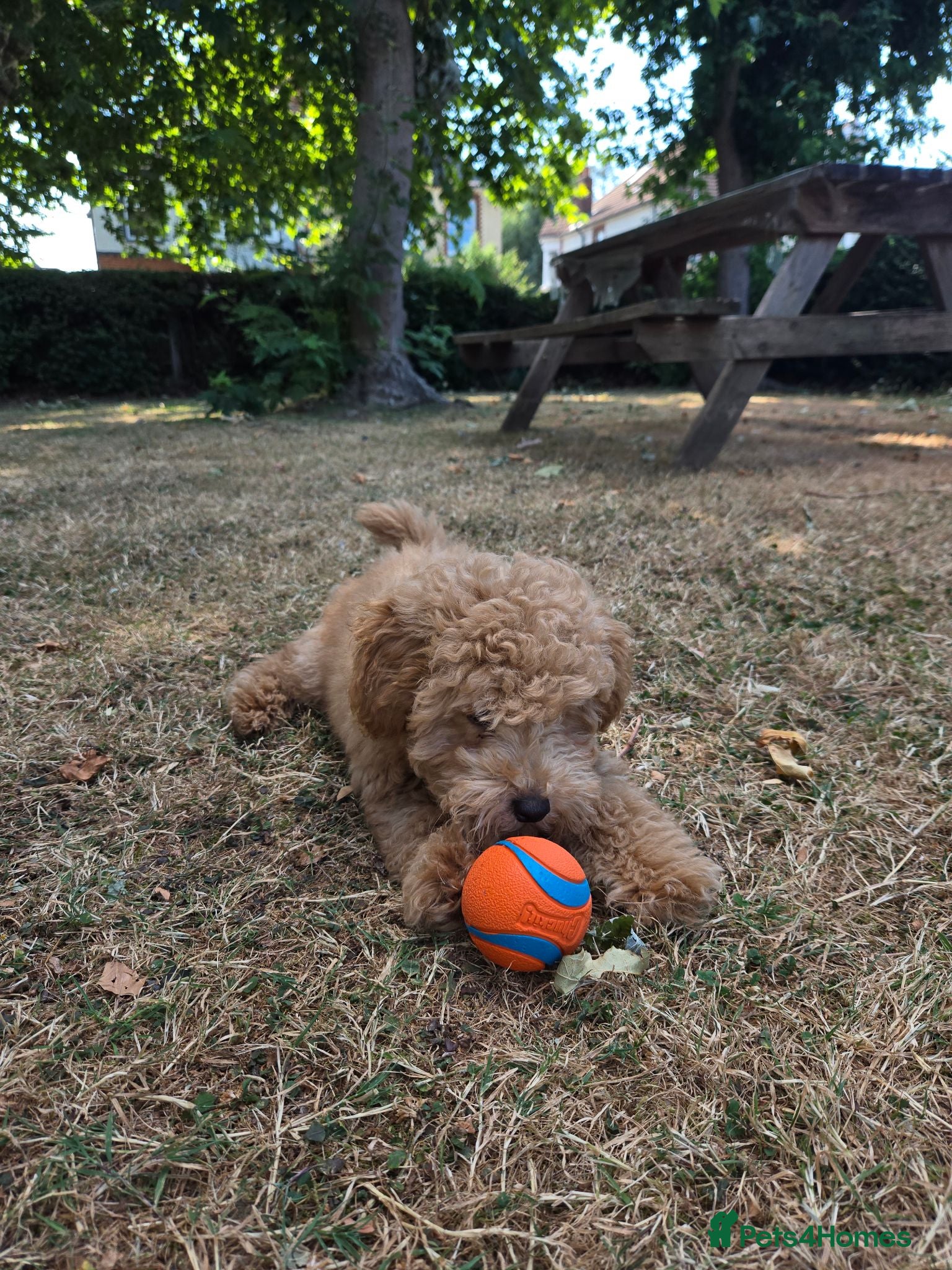 Miniature Poodle dogs Barney - Advert 14