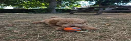 Miniature Poodle dogs for sale: Barney - Advert 1