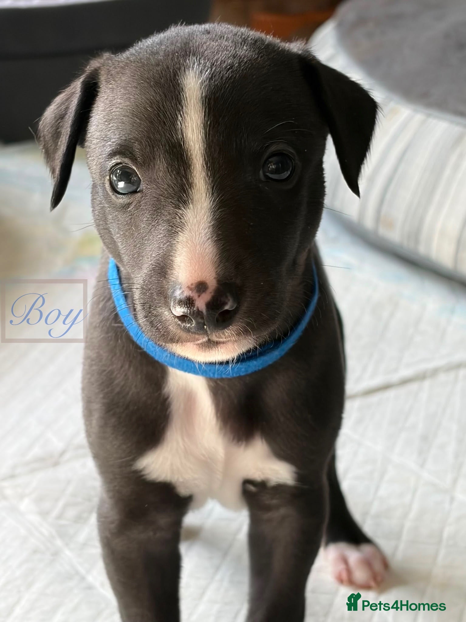 Whippet dogs Whippet Puppy 🐶  - Advert 1