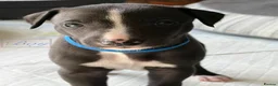 Whippet dogs for sale: Whippet Puppy 🐶  - Advert 1