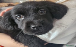 Mixed Breed dogs for sale: Lab spaniel puppies  - Image 6