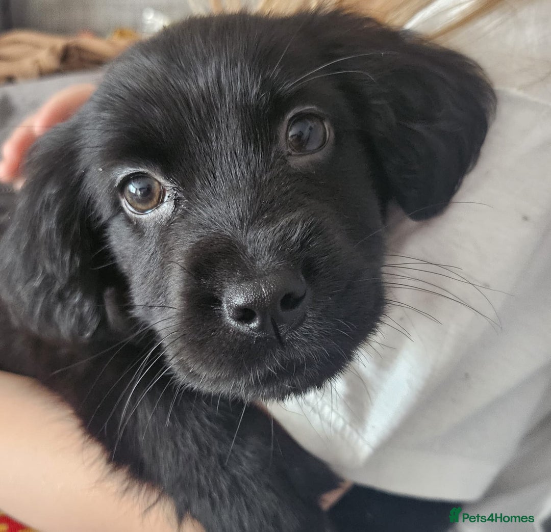 Mixed Breed dogs for sale: Lab spaniel puppies  - Image 6