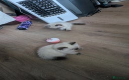 Ragdoll cats for sale: 5 Ragdoll Kittens for Sale - Image 15