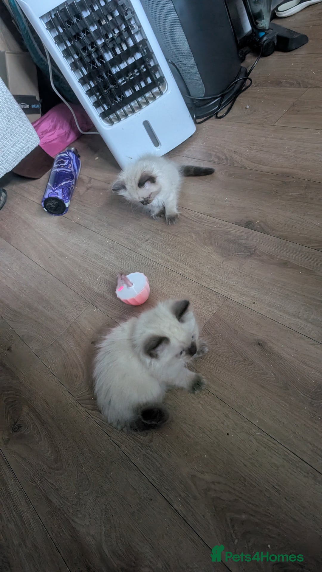 Ragdoll cats for sale: 5 Ragdoll Kittens for Sale - Image 15