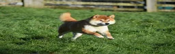 Japanese Shiba Inu dogs for stud: KC health tested Japanese Shiba Inu available  - Advert 4