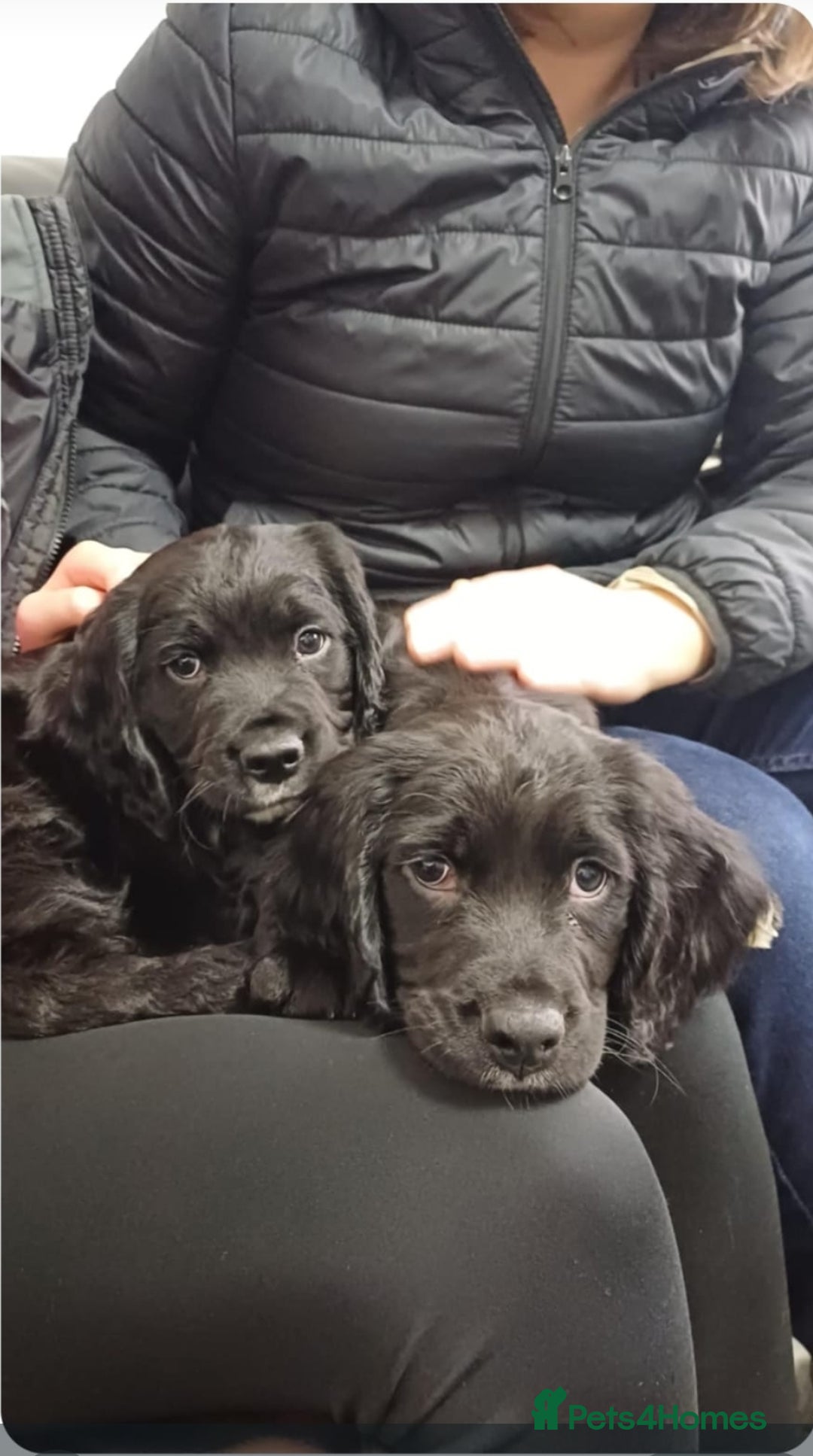 Sprocker dogs for sale: F1 SPROCKER SPANIELS ( 1 BOY LEFT )  - Advert 28
