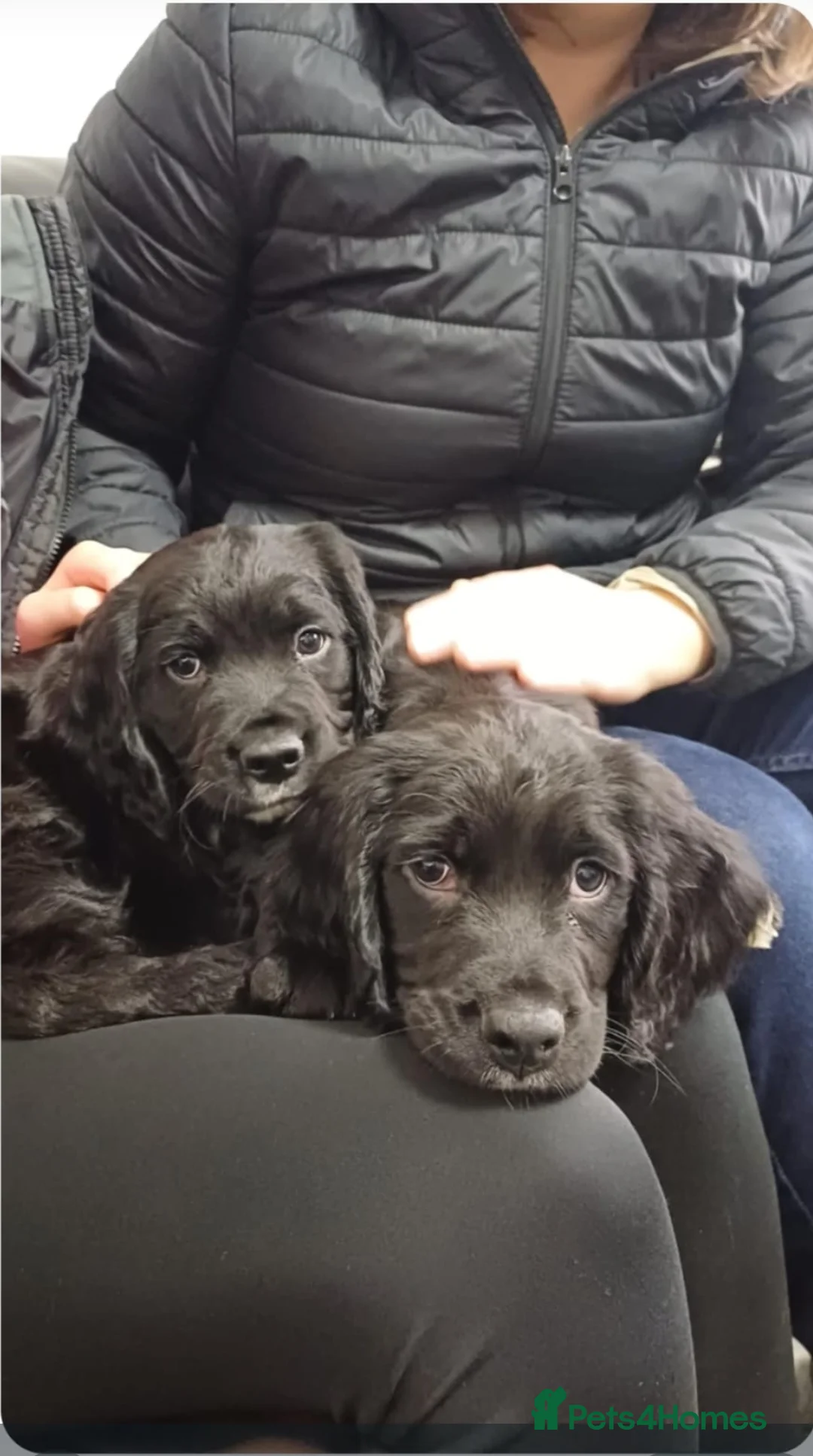 Sprocker dogs for sale: F1 SPROCKER SPANIELS ( 1 BOY LEFT )  - Advert 28