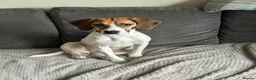 Beagle dogs for sale: Beagle  in Blackpool - Advert 2
