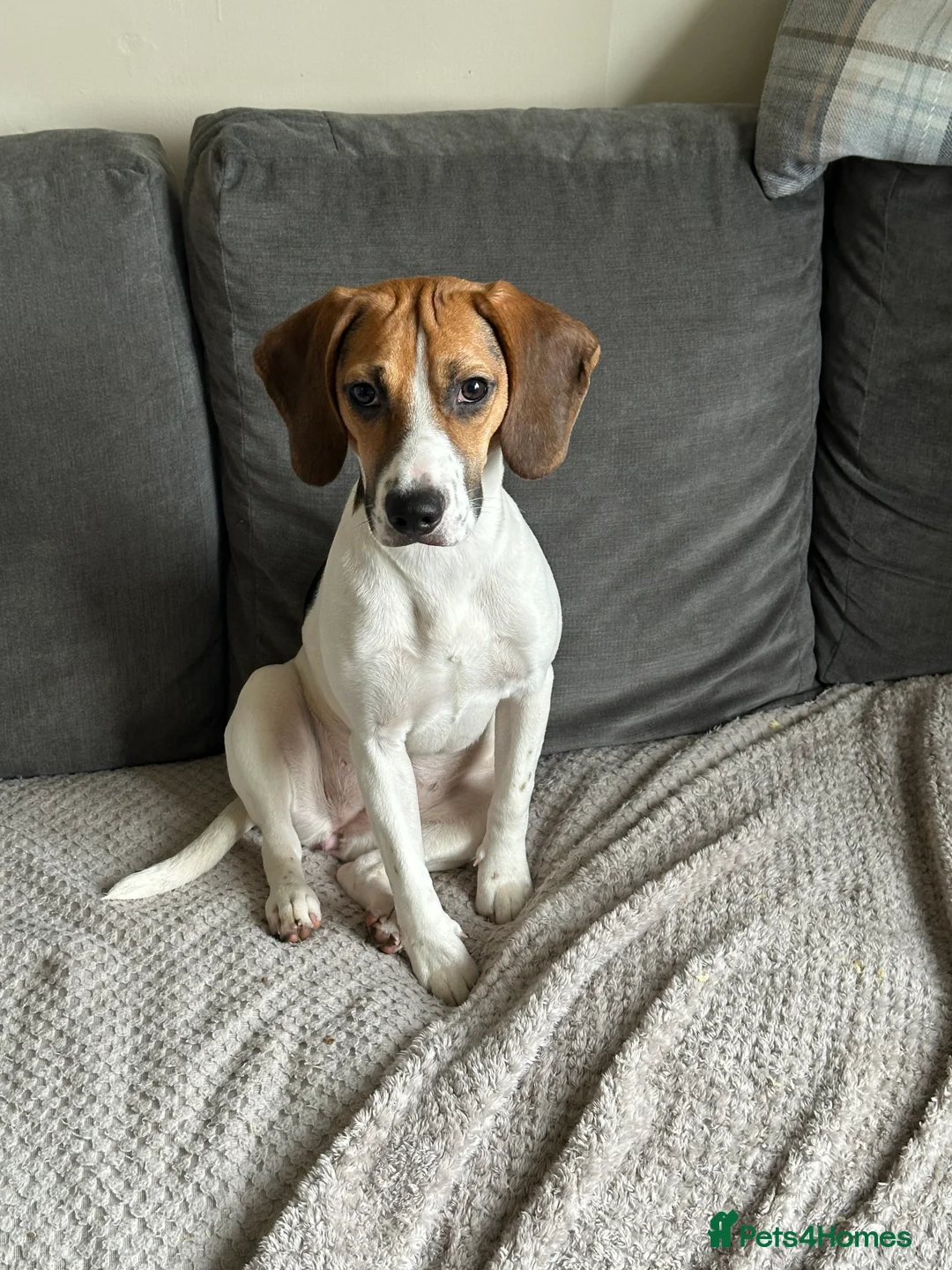 Beagle dogs for sale: Beagle  in Blackpool - Advert 2