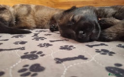 German Shepherd dogs for sale: 12 Czech KC Extensively Health Tested GSDs Puppies - Image 20