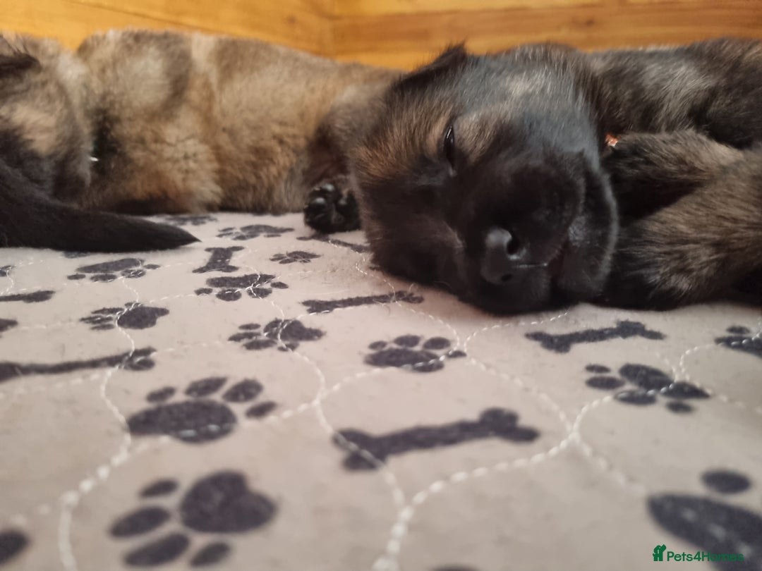 German Shepherd dogs for sale: 12 Czech KC Extensively Health Tested GSDs Puppies - Image 20