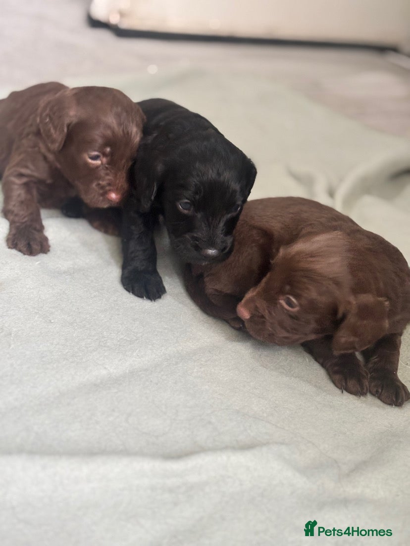 Cockapoo dogs Cockapoo Puppies  in Bradford - Advert 1