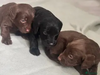 Cockapoo dogs Cockapoo Puppies in Bradford - Advert 1