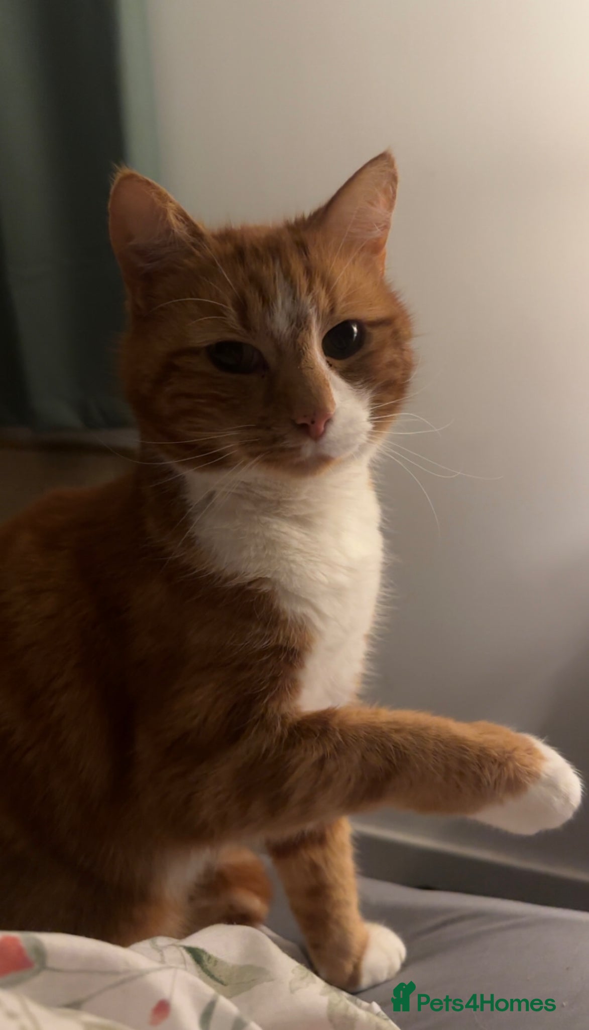 Mixed Breed cats for sale: Louie  - Advert 7
