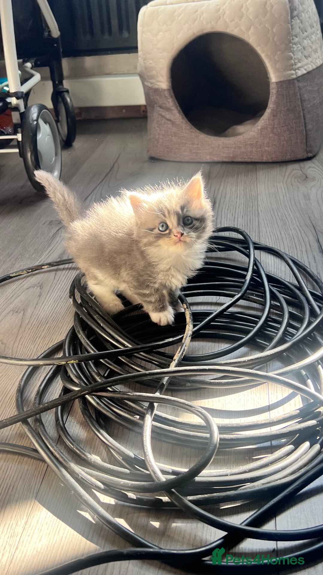 Mixed Breed cats for sale: 3 beautiful baby’s looking for their loving home  - Image 17