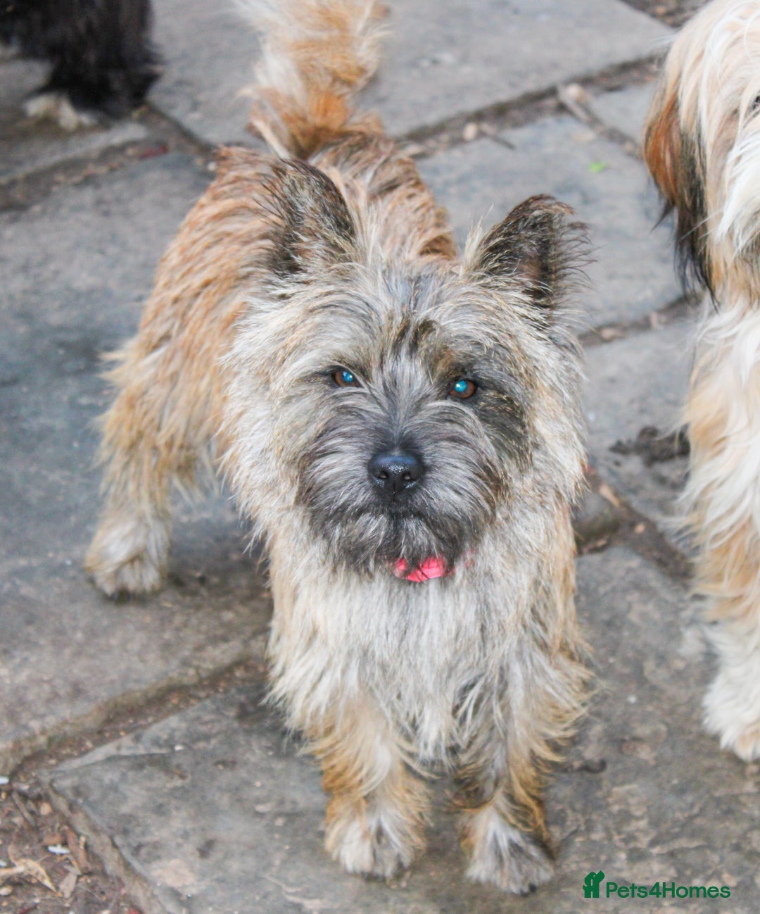 Mixed Breed dogs for sale: Cairn looking for new home - Advert 5