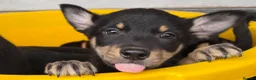 Australian Kelpie dogs for sale: Pure Bred Kelpie pups - Advert 1