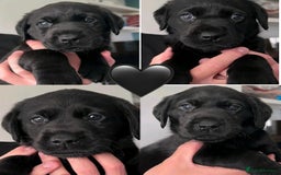 Labrador Retriever dogs for sale: Labrador Puppies  - Image 1