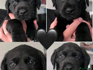 Labrador Retriever dogs for sale - Advert 1