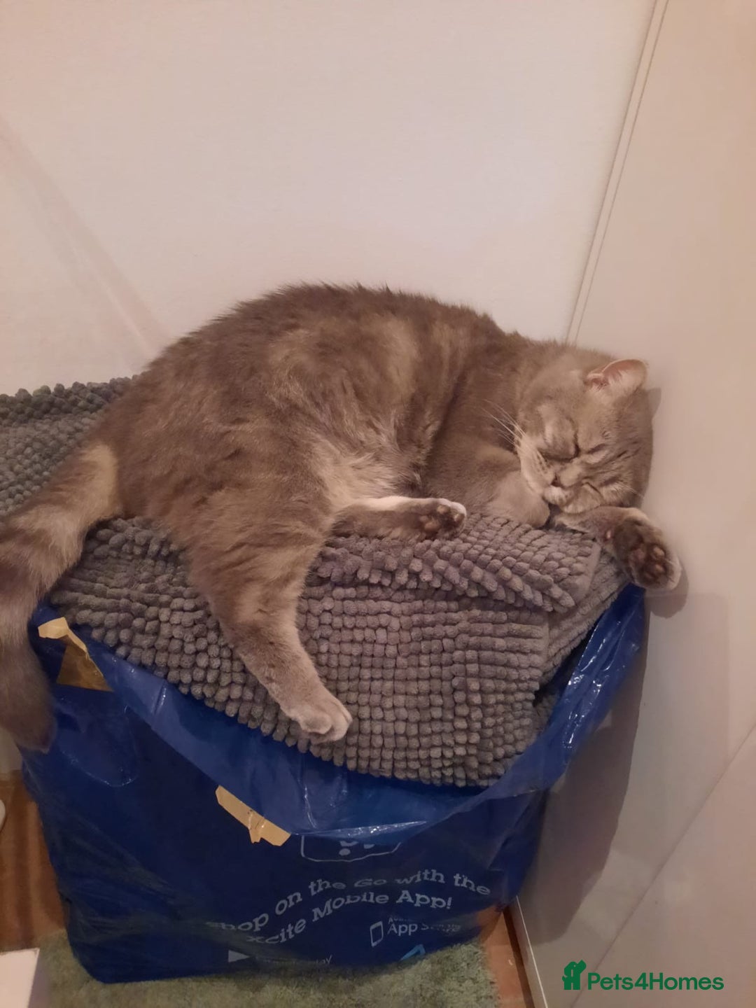 Mixed Breed cats for sale: Baby Amlah looking for his forever home! - Advert 5