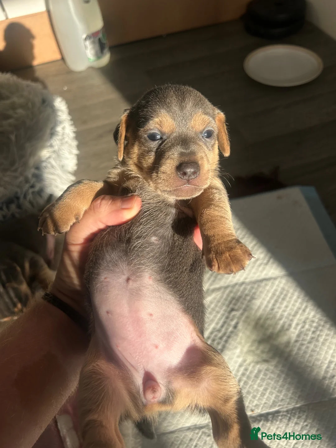 Jack Russell dogs for sale: Blue and tan jack Russel pups  - Advert 2