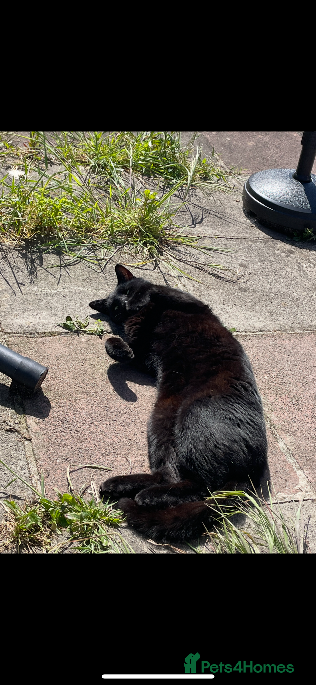 British Shorthair cats for sale: Adult male - Advert 4