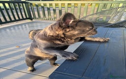 French Bulldog dogs for sale: REDUCED to £1100!!!Fluffy Frenchies in Edinburgh - Image 7