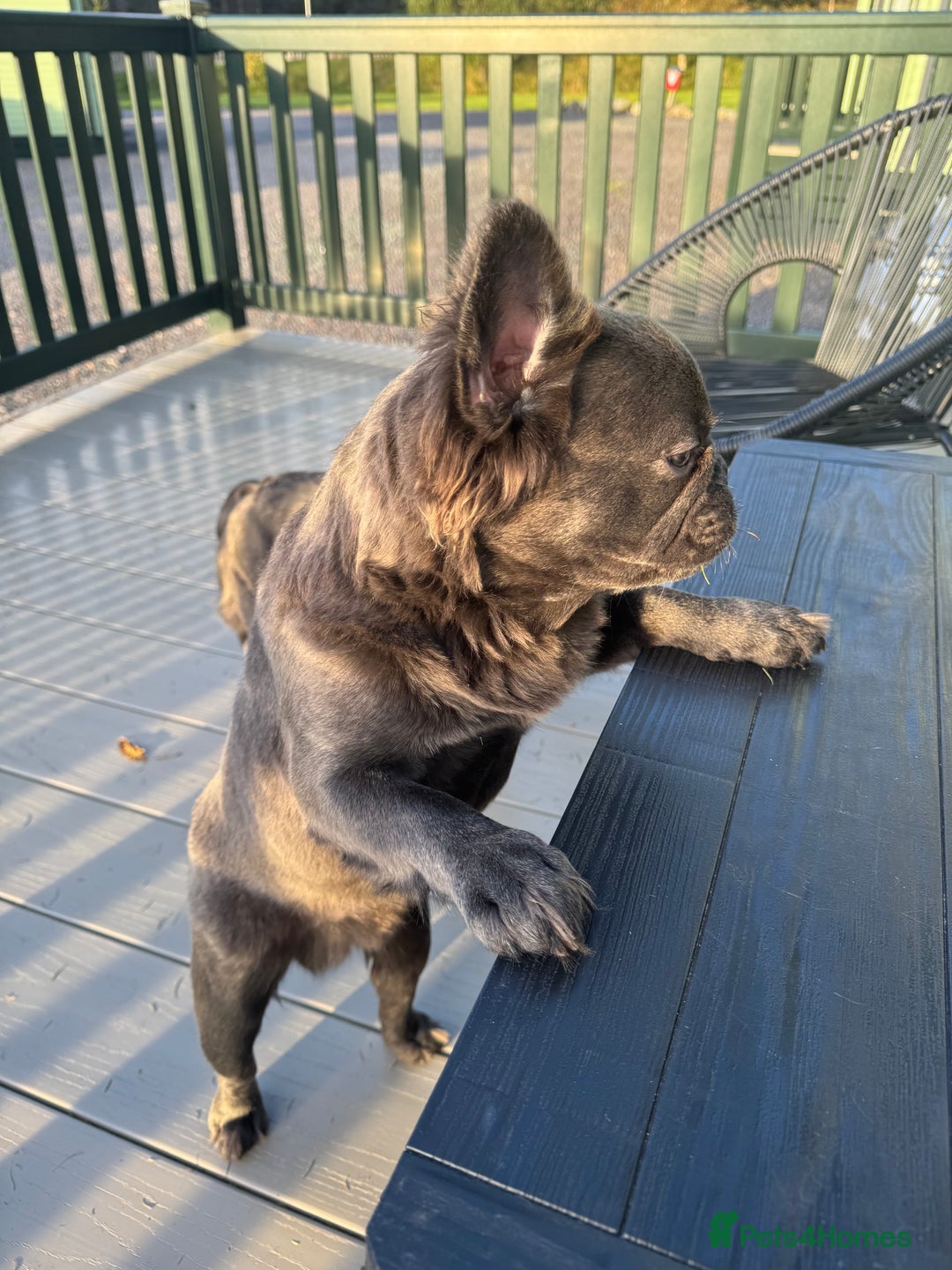 French Bulldog dogs for sale: REDUCED to £1100!!!Fluffy Frenchies in Edinburgh - Image 7