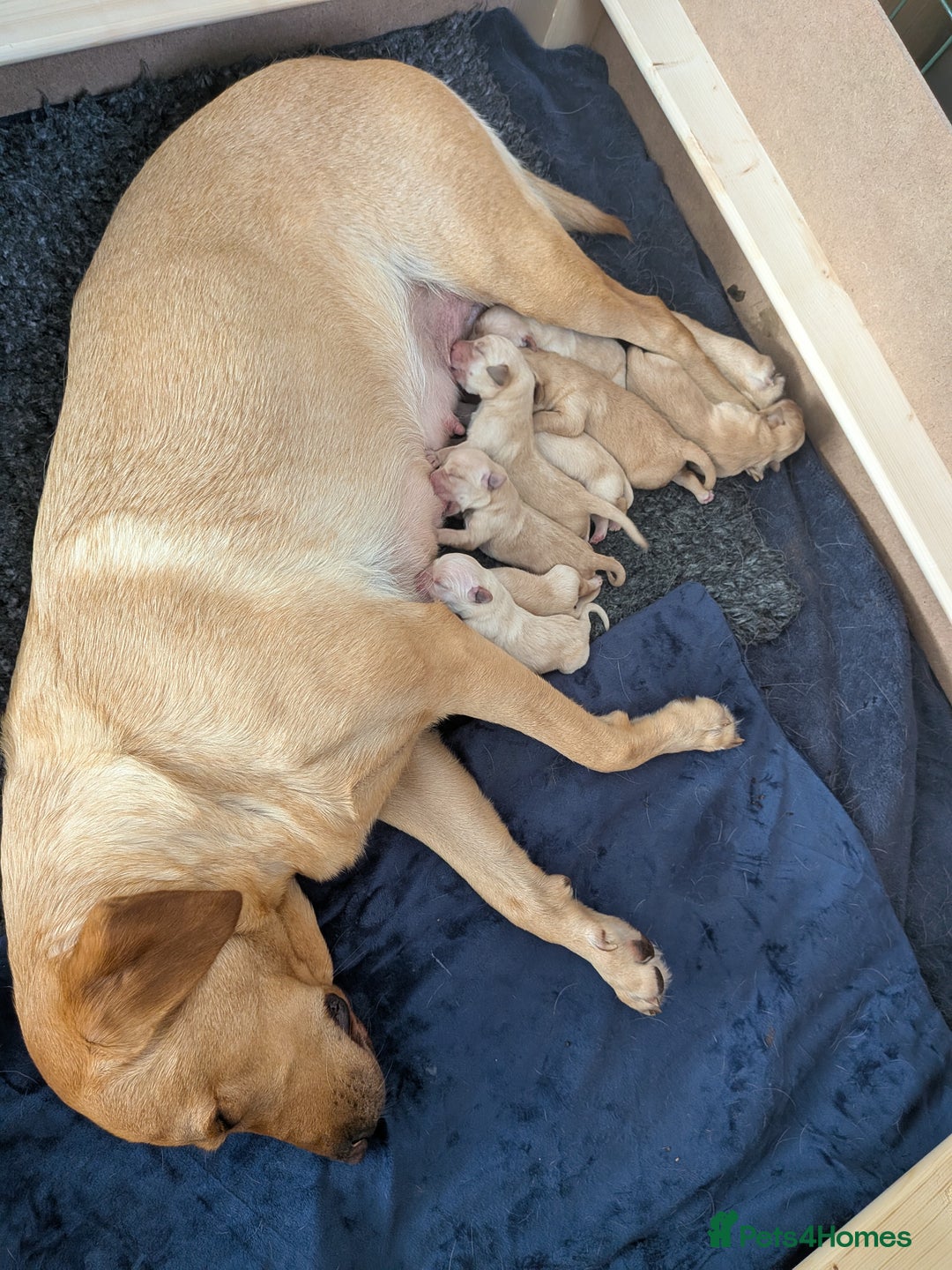 Goldador dogs for sale: Goldador puppies - all reserved  - Advert 20