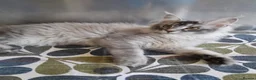 Maine Coon cats for sale: black smoke/polydactyl maine coonTICA kittens - Advert 16