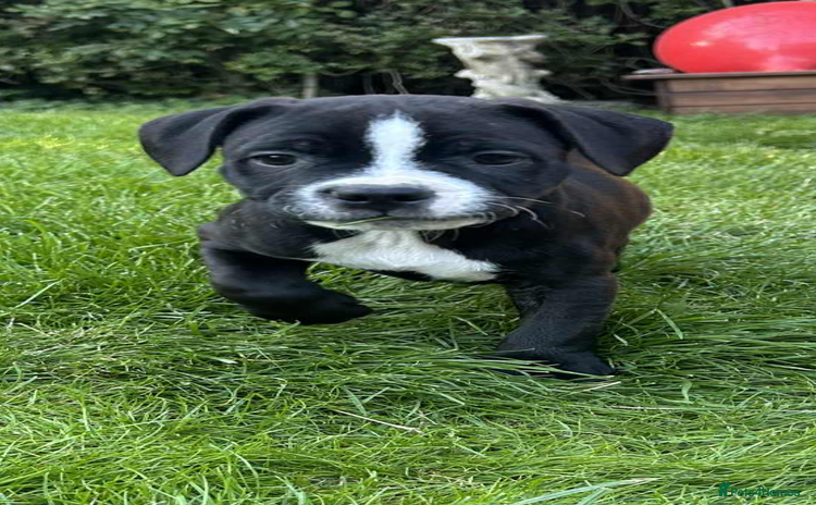 Staffordshire Bull Terrier dogs - Advert 3