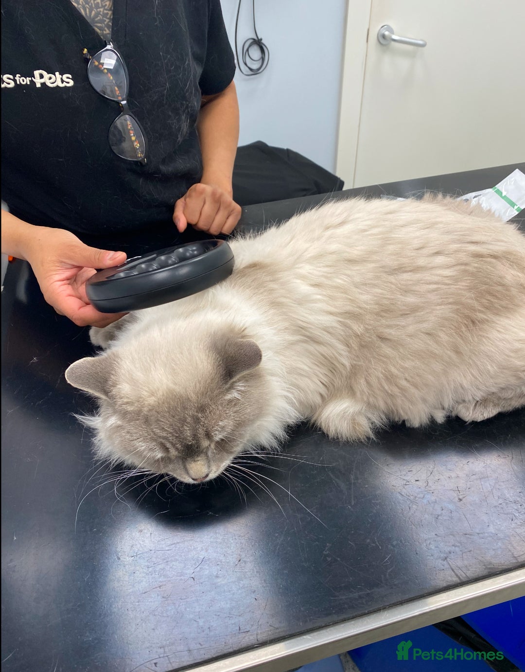 Ragdoll cats for sale: Lovely Ragdoll looking for lovely family - Advert 12