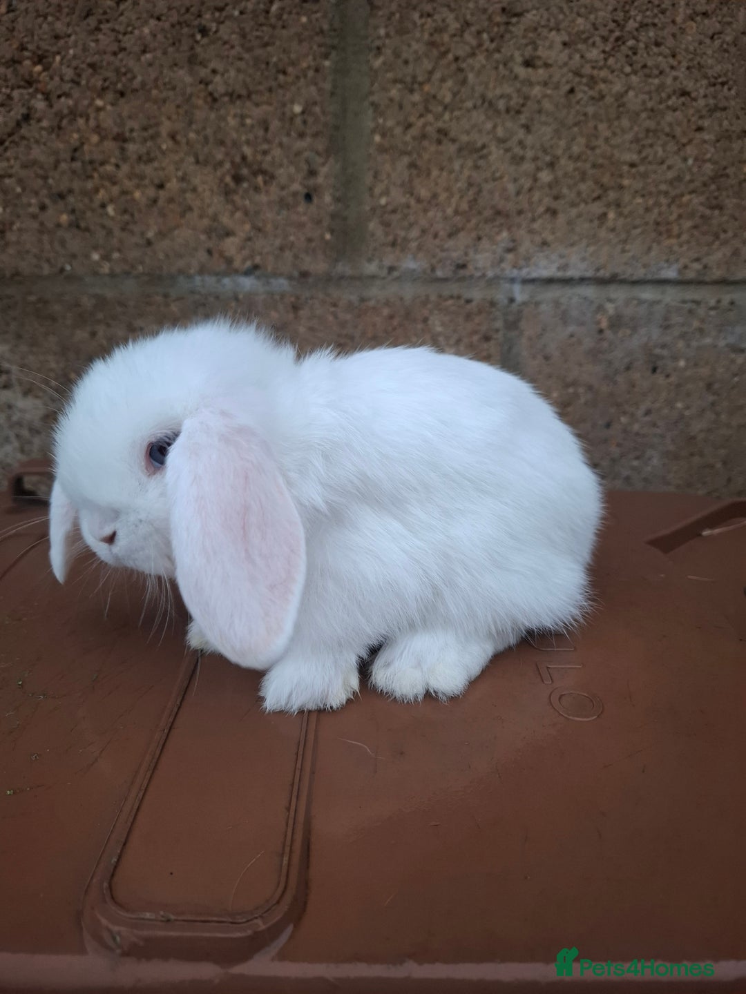 Mini Lop rabbits for sale: Mini lops for sale - Advert 5